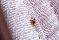 Unfortunately, coping with these animals is not something we appreciate because of their penchant for carrying illness and for usually being unhygienic. Bed Bugs And Bed Bug Pest Control Sydney