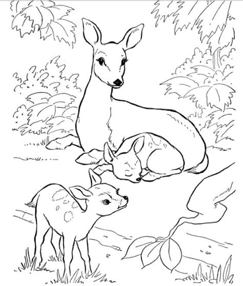 These coloring pages are free to print and color, however, they are copyrighted illustrations and may not be altered or used in other publications. Backyard Animals and Nature Coloring Books Free Coloring ...