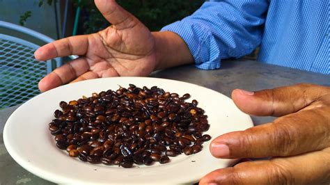 Other omega 6 foods are healthier including tofu, walnuts, and peanut butter. BBC Radio 4 - The Food Programme, Coffee and the God Shot ...