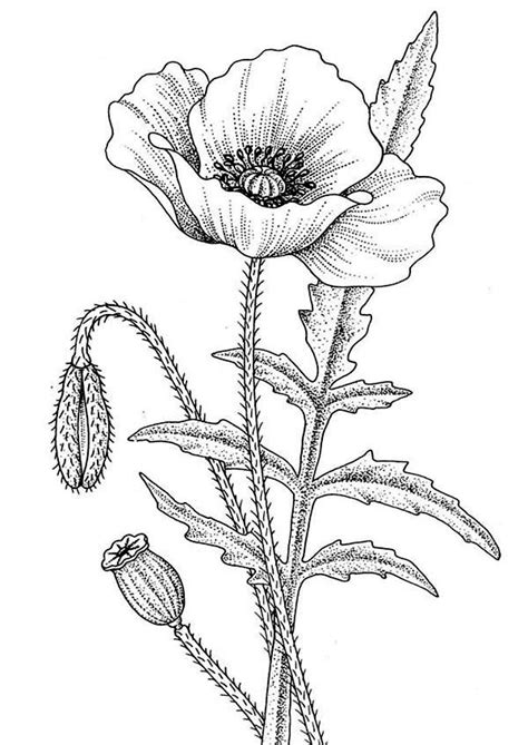 Download 409 poppy flower free vectors. Coloring Pages Poppy Flower - Coloring Home