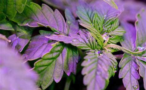 It depends on the different types of plants and flowers you choose to have. Grow Lights - 10 Mistakes to Avoid When Using LEDs.