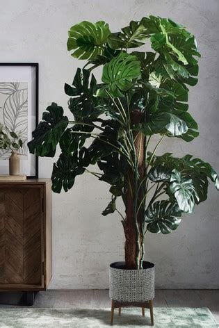 Style with faux olive trees, fake vines, or autumn branches throughout your home. Extra Large Artificial Cheese Plant in 2020 | Cheese plant ...