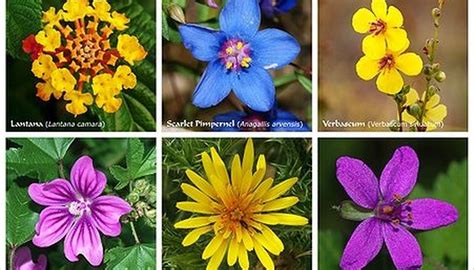 Use these 22 proven flowers to attract bees to your pollinator garden in your backyard. What Flowers Do Bees Like? | Sciencing