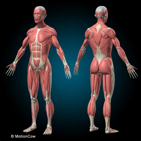 Although skeletal muscle cells come in different shapes and sizes, the main structure of a skeletal muscle cell remains the same. Muscles & Skeleton - MotionCow