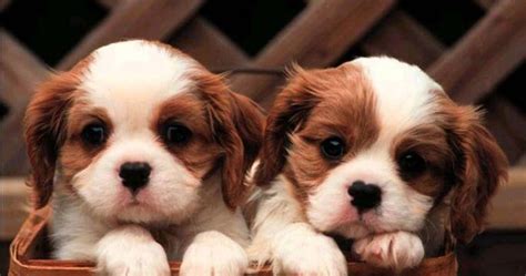  Gambar Anak Anjing yang Lucu-Lucu dan Imut 2013 | Gambar ...