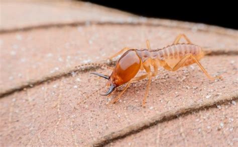 Home pest protection you can count on. 9 Ways to Protect Your Ellicott City Home from Termites ...