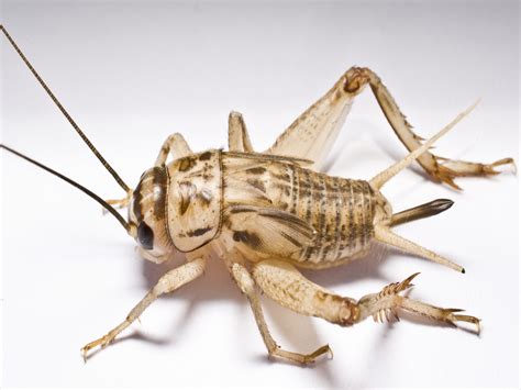 What's the deal with camel crickets? Could This Mean War? | Submerge Magazine | Music + Art ...