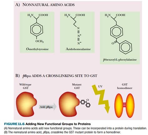 Amino acids are the basic components of proteins. Adding New Functional Groups Using Nonnatural Amino Acids