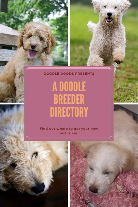 Goldendoodle acres has an experienced breeding team, who are passionate about raising quality. Doodle Breeders Directory in 2020 | Doodle dog breeds ...