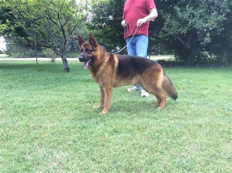 German shepherd dogs are sometimes affectionately known as german shedders. Nevada Haus Kennel - German Shepherd Breeder in Nevada, Texas