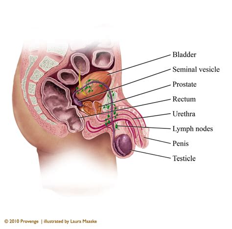 Pig meat cuts labeled diagram. Illustrated Male Reproductive System Anatomy by Laura ...