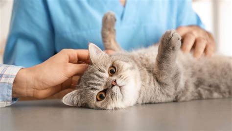 Certain strains of feline coronavirus cause this viral disease in cats. Coronavirus in Cats: Some Important Things You Need to Know