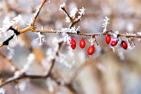 verse 1 schneeflöckchen, weißröckchen wann kommst du geschneit? Schneeflöckchen. Weißröckchen. Wann kommst du geschneit ...