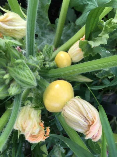 How to tell if zucchini is pollinated. Zucchini End Rot: Blossom End Rot and Pollination | Family ...