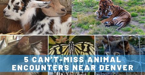 You deserve only the best! Top 5 Animal Encounters Near Denver Colorado - Trailing Away