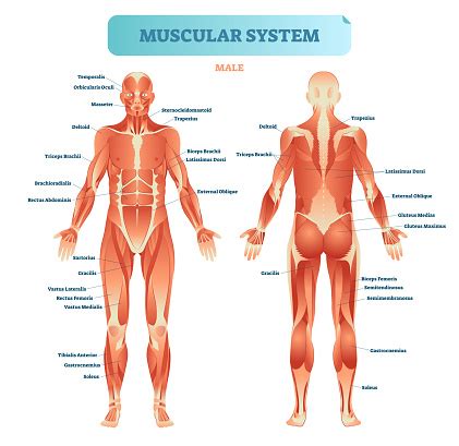 When the muscle contracts, the attachment points are pulled closer together; Male Muscular System Full Anatomical Body Diagram With ...