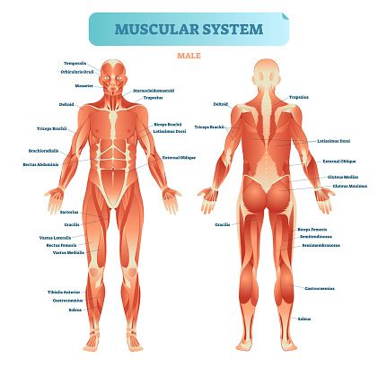 Human skeleton parts functions diagram facts britannica. Male Muscular System Full Anatomical Body Diagram With ...