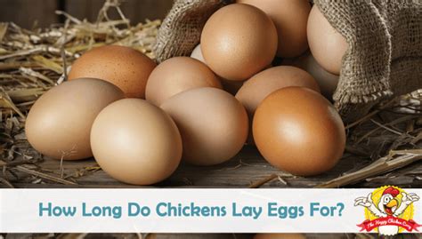 The hen's breed, age and. How Long Do Chickens Lay Eggs For?