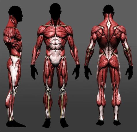 I mean, do you actually feel the muscles in your back doing the work on every rep of every set of every back exercise you do? 3D 筋肉質な肉体の皮を剥ぐと、こんな感じになるのかな？ | 美術解剖学, 人体, イラスト 体 バランス