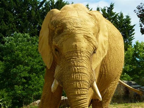 35 000 animaux sur plus de 40 ha. Zoo de Beauval - Hop en route
