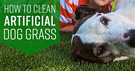 I will use the grass for my boston terrier to use when needed. How to Clean Artificial Dog Grass - Simple Green