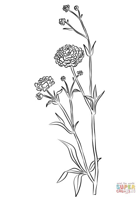 Go to this page for wonderful coloring pictures of roses. Ranunculus coloring page | Free Printable Coloring Pages