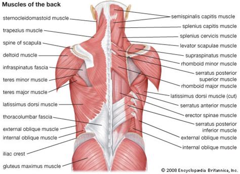 Three types of back muscles that help the spine function are extensors, flexors and obliques. http://free-stock-illustration.com/lower back diagram ...