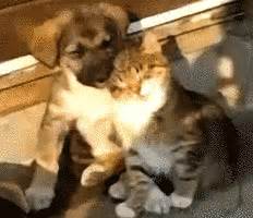 Dog An Cat GIFs - Get the best GIF on GIPHY