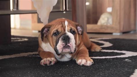 Compared to the english bulldog, it is less vulnerable to cardiac and respiratory diseases. English Bulldog Vs French Bulldog - YouTube