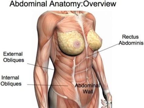 Related online courses on physioplus. Pin by Faith Moore on HUMAN ANATOMY | Oblique workout, How ...