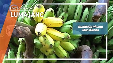 Makanan pedas berkuah kuning ini banyak ditemukan di juwana, pati. Budidaya Pisang Mas Kirana, Lumajang