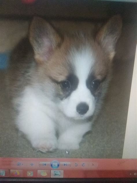 Quality pembroke welch corgis in texas for sale? Pin on Corgi Puppies