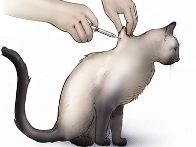 What is the best cat food for a diabetic cat? Feline Diabetes | Cornell University College of Veterinary ...