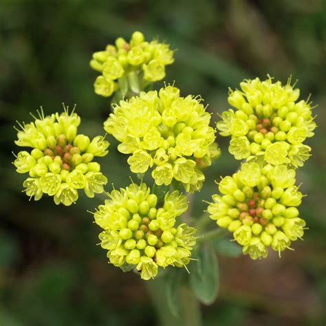 What are the benefits of organic sulfur? Sulphur Flower | Sulphur flower blooming along the rim of ...