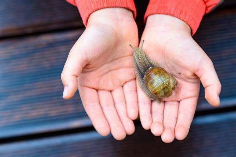 Check spelling or type a new query. Schnecke stockfoto. Bild von nave, garten, schieben ...