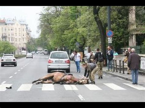 A buszbaleset sérültjeit többek között a szent györgy kórházba szállították, a katasztrófavédelem, a mentőszolgálat, az egészségügyi személyzet és a rendőrök is folyamatosan dolgoznak. Rendőrnapi rendőrló-tragédia egyéves évfordulója