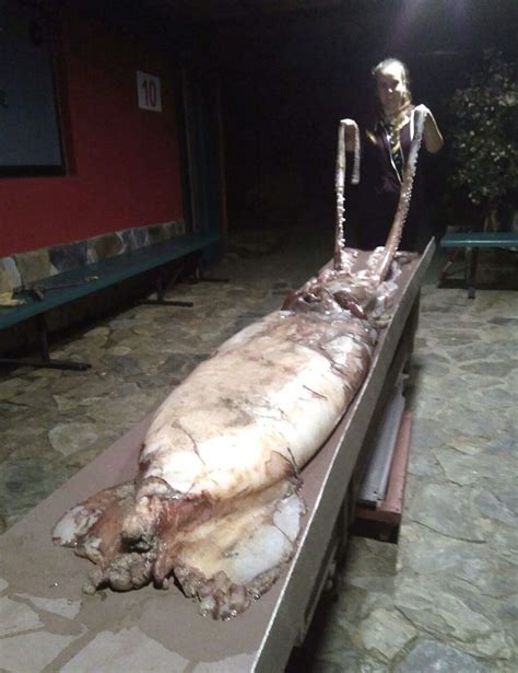 Auf diese aufnahmen haben meeresforscher lange gewartet: Koloss Kalmar Riesenkalmar