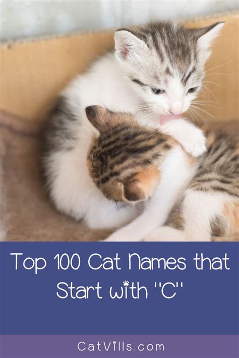 Total collection of 5904 baby names 100 Cat Names that Start with C - CatVills | Cat names ...