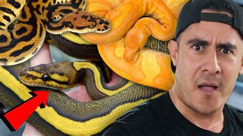 Visualizações 56 mil4 meses atrás. THESE SNAKES ARE UNREAL!!! RARE BALL PYTHON COLLECTION AT ...