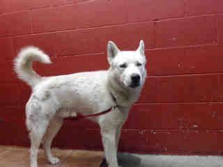 The interested adopter is required to visit the. Pin by Tracy Fromm on FEATURED DOG(S) OF THE DAY | Animals ...