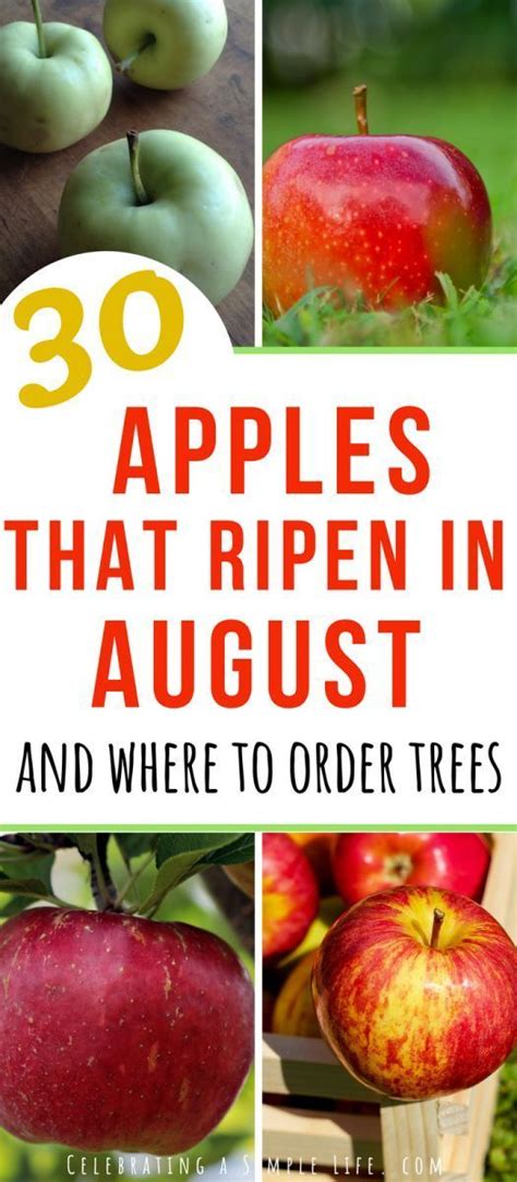 We have several thousand apple trees in our orchard. List of super early apple varieties that ripen in August ...