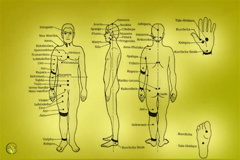 We did not find results for: How Many Marma Points Are In The Body? | The ayurveda ...