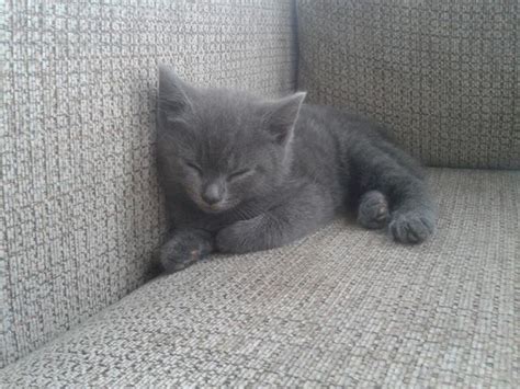 For example, each fosterling in our cattery has a pet passport with parents and their awards specified in it. Beautiful smokey grey long haired kitten for sale ...