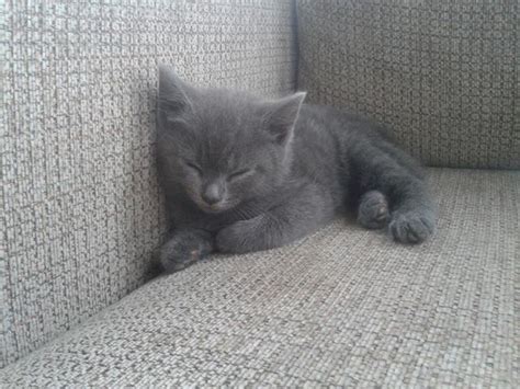 Grey kitten in cats & kittens for sale. Beautiful smokey grey long haired kitten for sale ...