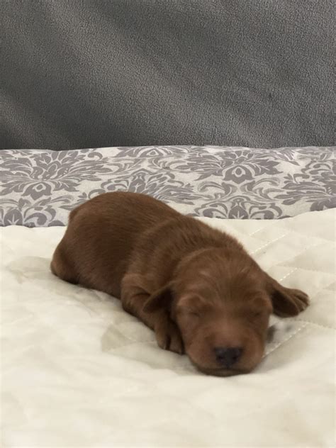 Hilltop pups llc's mission is to create happy, healthy and socialized goldendoodle puppies that are perfect as. F1B Female (Yellow) - Goldendoodle puppy Glasgow, Kentucky for sale | Puppies, Goldendoodle ...