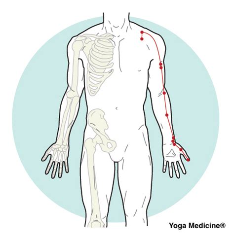 It runs through the diaphragm and connects with the large intestines in the abdomen. What Traditional Chinese Medicine says About Fall - Yoga ...