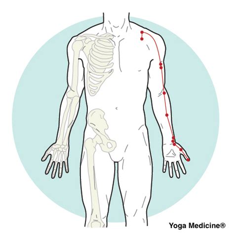 The large intestine meridian corresponds to the element of metal, as does the lung meridian. What Traditional Chinese Medicine says About Fall - Yoga ...