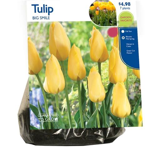 Rotting tree stumps don't have to be an eyesore. 7 Count Tulip Big Smile Bulbs at Lowes.com