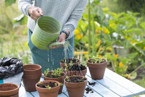 White fuzzy mold on plant soil. How to Prevent White Fuzzy Mold on Seedlings