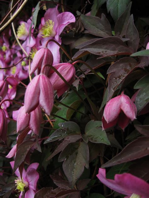 The vigorous clematis montana var one of the best compact singles, which was discovered by freda deacon in her suffolk garden. Dublin Flora: Clematis montana 'Freda'